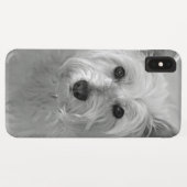 Beau coque iphone de Westie Dog (Dos (Horizontal))