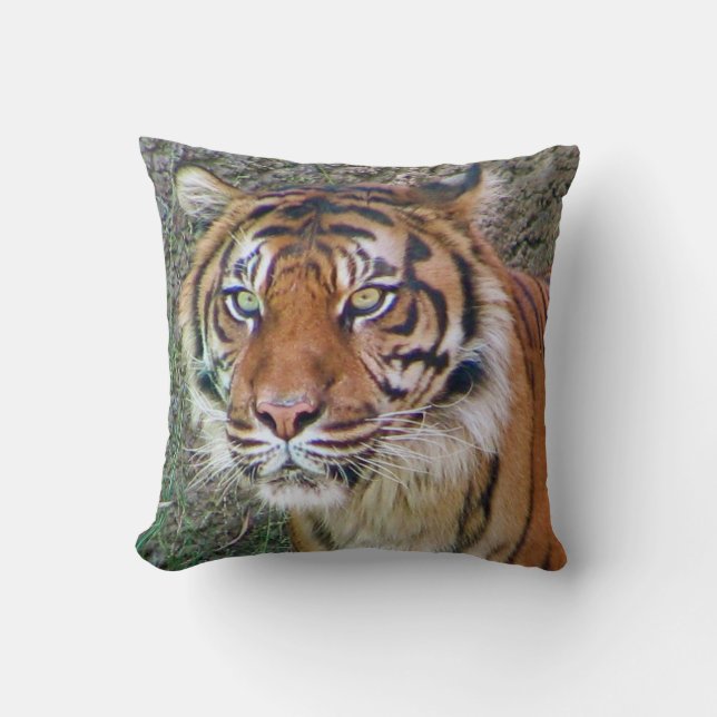 Beau Coussin de tigre ! (Recto)