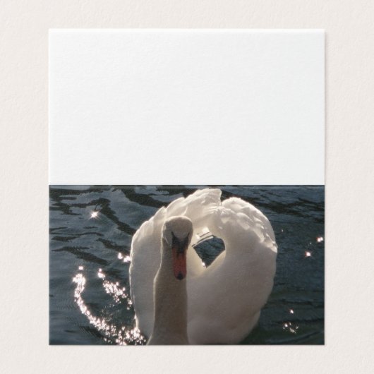 Beau cygne blanc (Outside Unfolded)