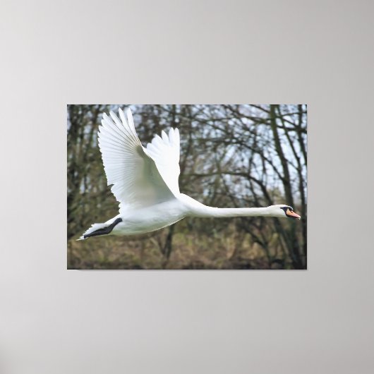 Beau Cygne En Toile Emballée En Vol (Recto)