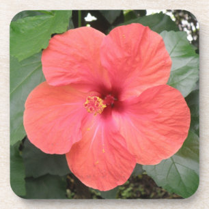 Beau Dessous de verre de liège à fleurs d'Hibiscus
