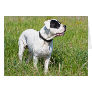 Beau Dogo Argentino