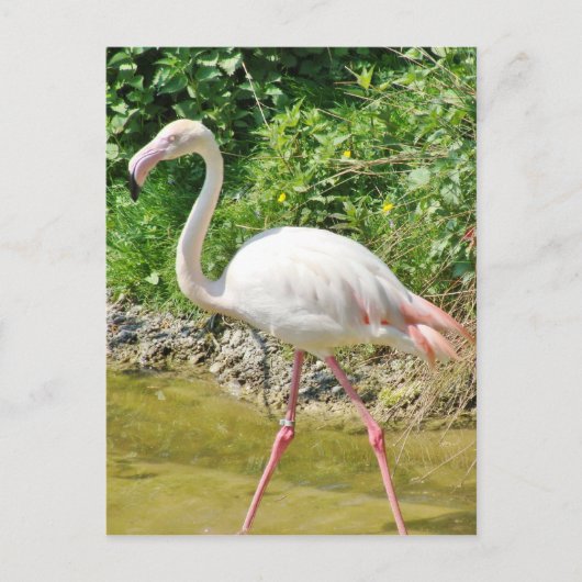 Beau Flamant rose Grand - Carte postale (Devant)