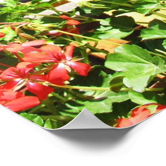 BEAU FLEURS ROUGES DANS POSTER CÉRAMIQUE (Coin)