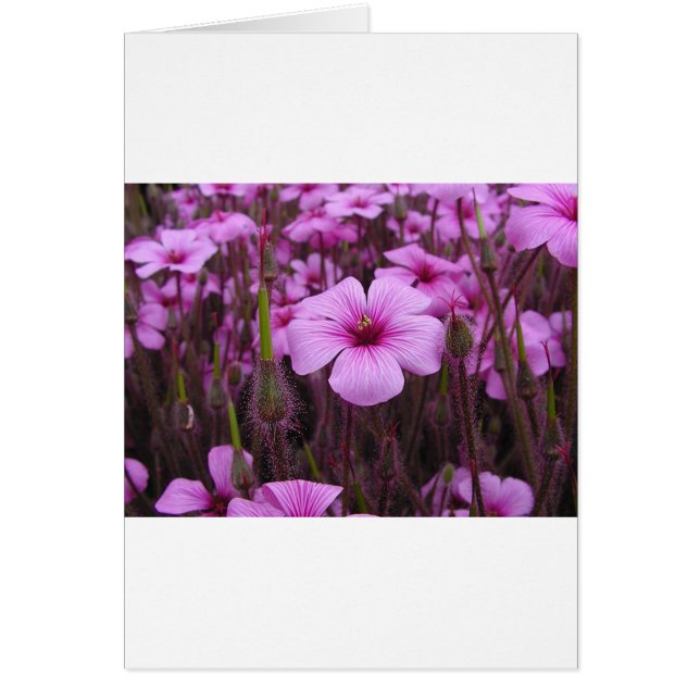 Beau floral (Devant)