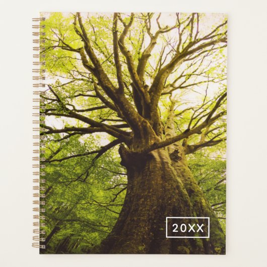 Beau Hêtre (Devant)