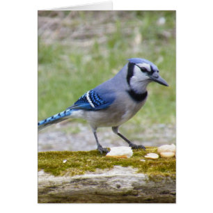 Beau Jay bleu
