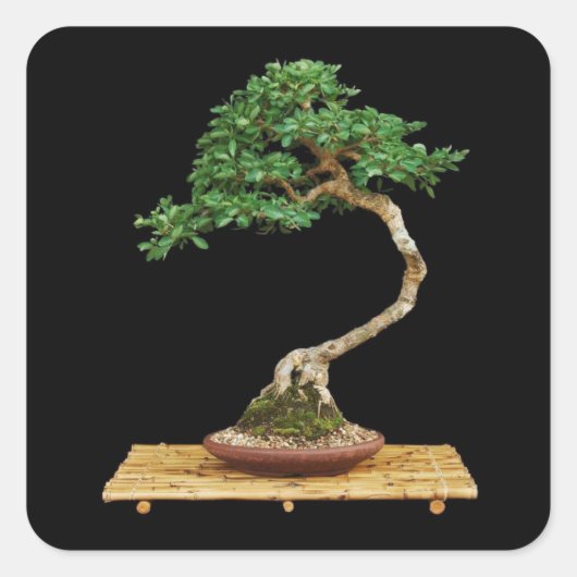 Beau jeu de stickers Bonsai Tree (Devant)