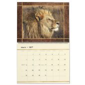 Beau Lions Photo Calendrier (Mar 2027)