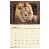 Beau Lions Photo Calendrier (Jan 2027)