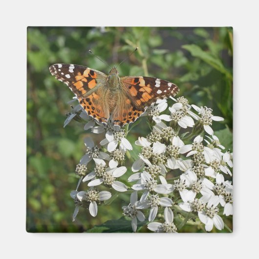 Beau Magnet de papillon orange et de fleurs blanch (Devant)