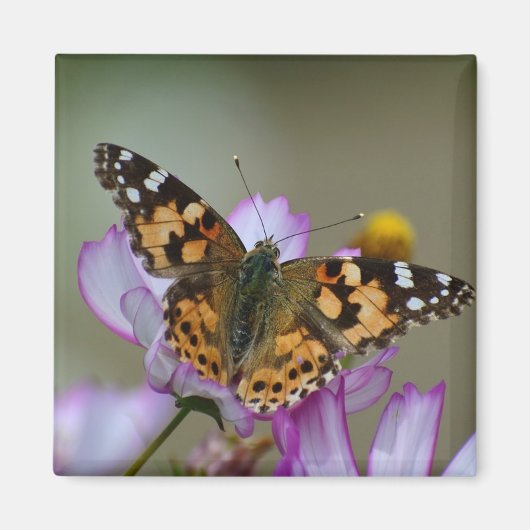 Beau Magnet papillon (Devant)