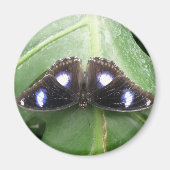 Beau Magnet Papillon Bleu tacheté (Devant)