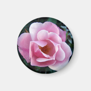 Beau Magnet rose