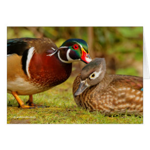 Beau moment de contact entre des canards en bois