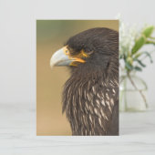 Beau oiseau de proie Invitation (Debout devant)