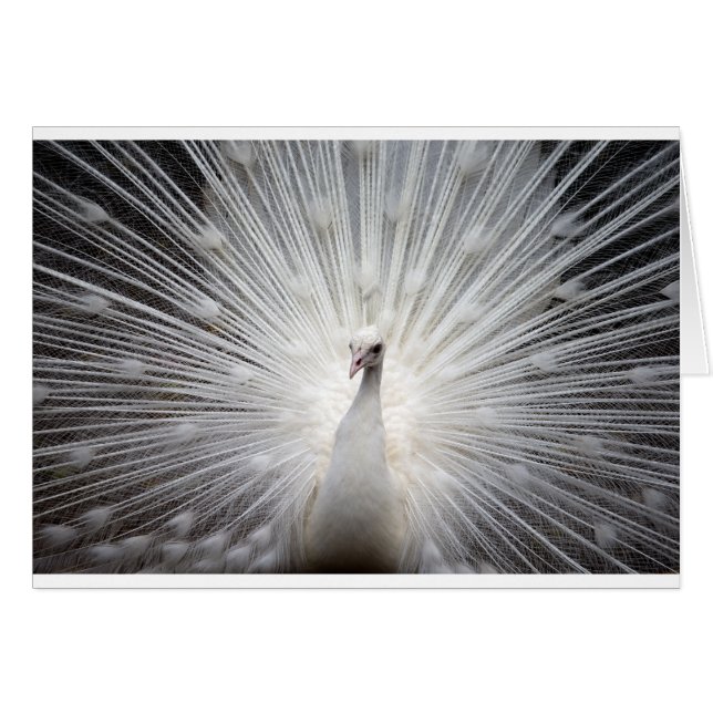 Beau paon blanc (Devant horizontal)