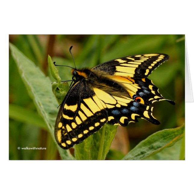 Beau papillon anis Swallowtail dans l'herbe (Devant Horizontal)