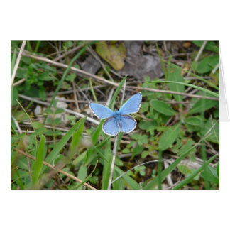 Beau Papillon Bleu