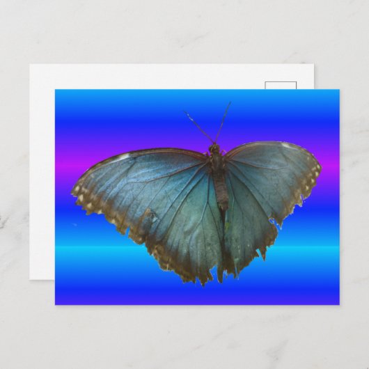 Beau Papillon bleu Morpho do-it-yourself carte pos (Devant / Derrière)