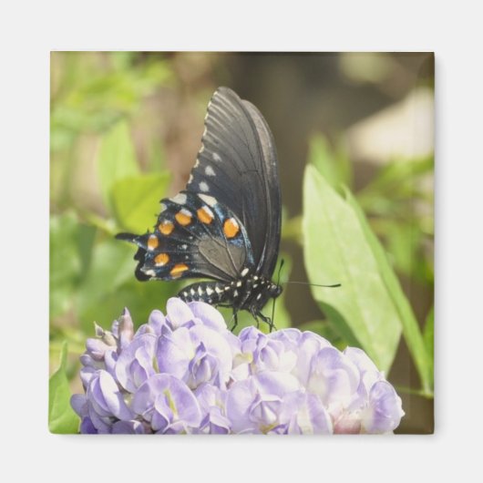 Beau papillon et aimant à fleurs violettes (Devant)