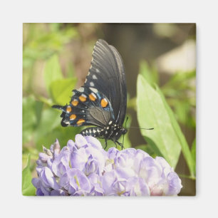 Beau papillon et aimant pourpre de fleur