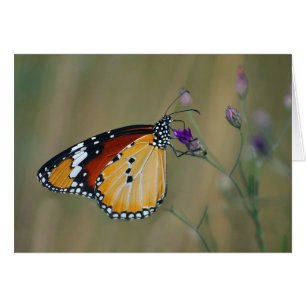 Beau papillon et nectar de vie