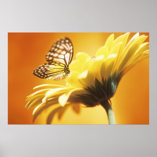 Beau papillon Monarque sur une impression de fleur (Devant)