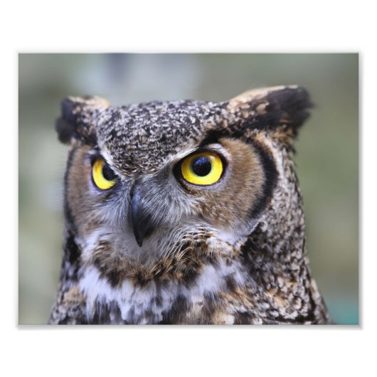 Beau paysage extérieur de la faune Photo Imprimer (Devant)