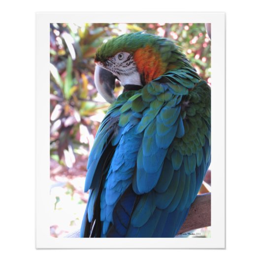 Beau perroquet bleu photo (Devant)