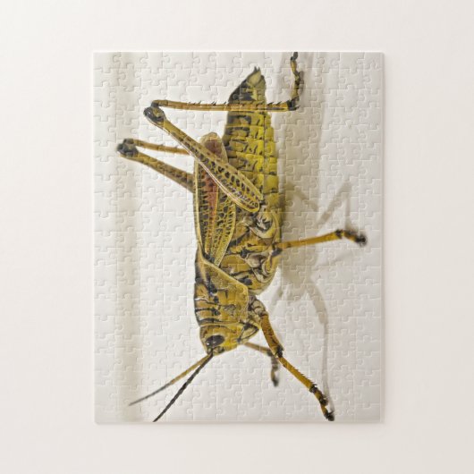 Beau Puzzle photo Bug Grasshopper Locust (Vertical)