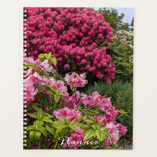 Beau Rhododendron rose fleurit Floral (Devant)