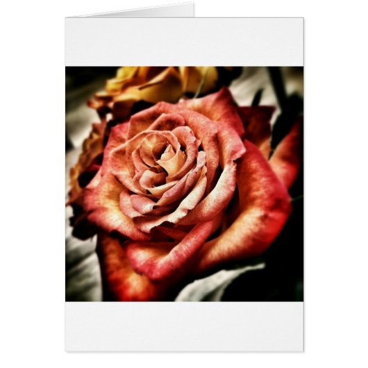 Beau Rose (Devant)