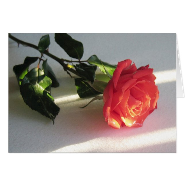 Beau Rose Coupe sur Table Lit par Sunlight (Devant horizontal)
