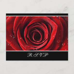 Beau rose rouge épousant la carte postale de RSVP