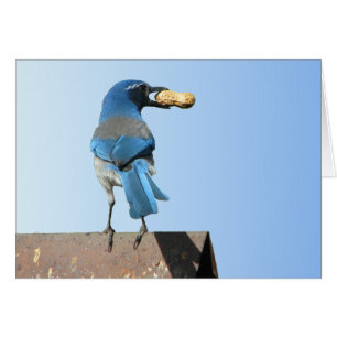 Beau Scrub Jay Bird