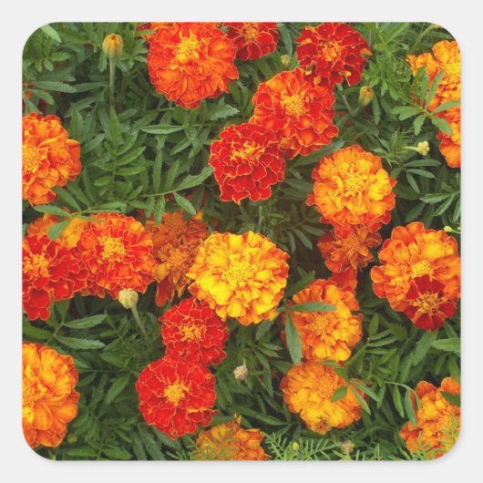 Beau Sticker Marigolds (Devant)