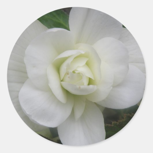 Beau Stickers Carnation Blanche (Devant)
