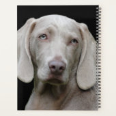 Beau Weimaraner Chasse Chien (Dos)