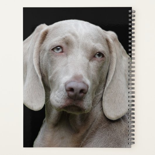 Beau Weimaraner Chasse Chien (Dos)