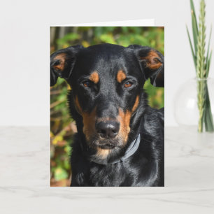 Beauceron Dog Portrait Kaart