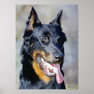 Beauceron Dog Portret Poster afdrukken