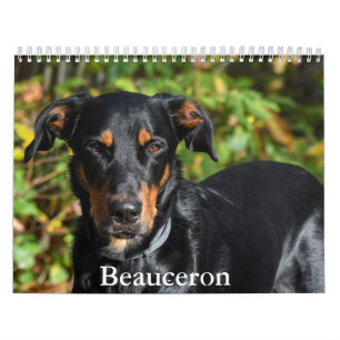Beauceron-kalender Kalender