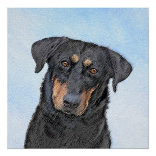Beauceron-schildering - Kute Original Dog Art Perfect Poster