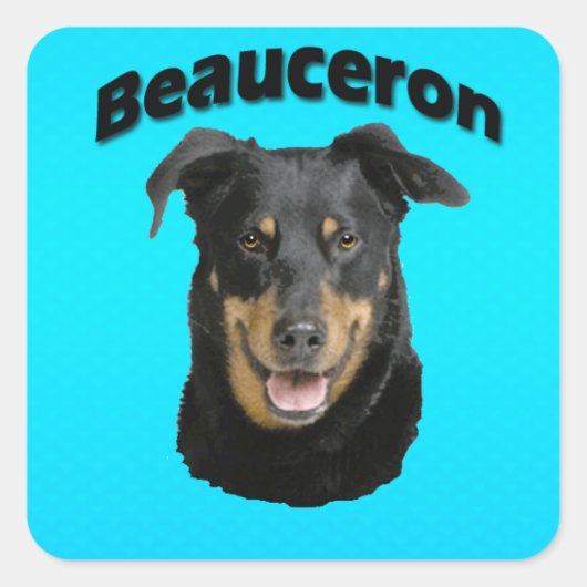 Beauceron Turquoise Vierkante Sticker (Voorkant)