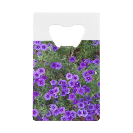 Beaucoup de fleurs phiox violet foncé (Devant)