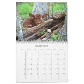 Beaucoup de vaches et un peu de calendrier Bull (Jan 2026)