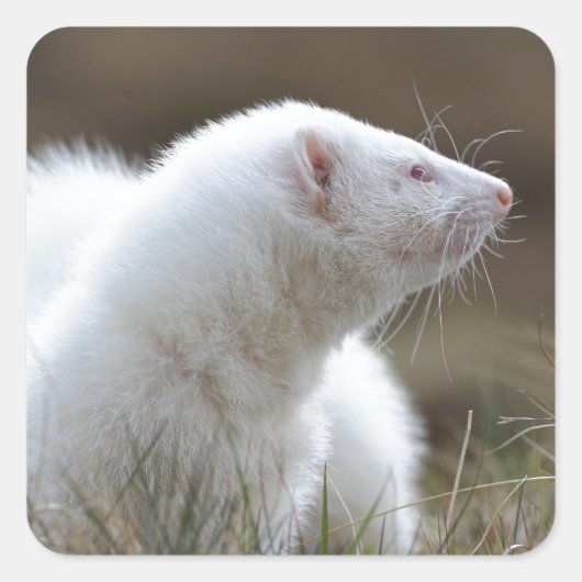 Beauful Albino Ferret Vierkante Sticker (Voorkant)