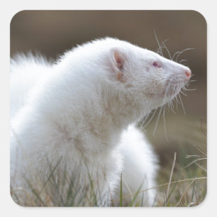 Beauful Albino Ferret Vierkante Sticker