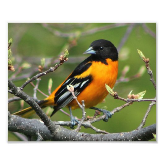 Beauful Baltimore Oriole Foto Afdruk (Voorkant)